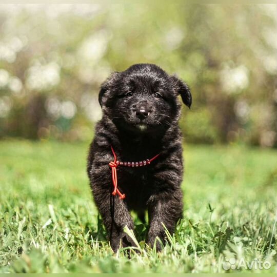 Щеночки, разных окрасов в добрые руки