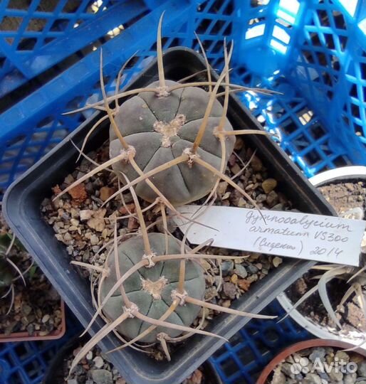 Кактусы редкие