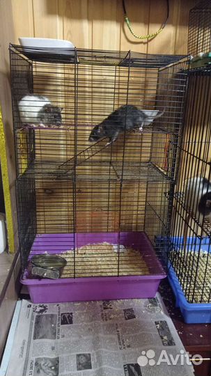 Крысята с клеткой