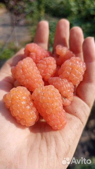 Саженцы малины Оранжевое Чудо