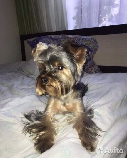 Йоркширский терьер вязка