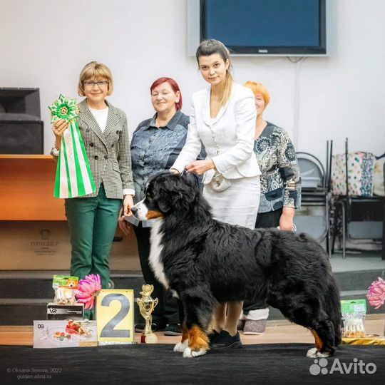 Услуги хендлера