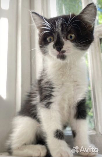 Котенок девочка