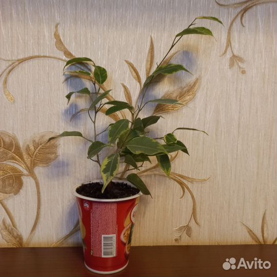 Фикус бенджамина пестролистный