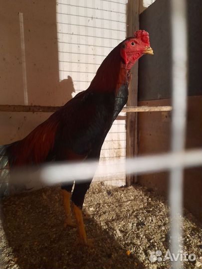 Бойцовые петухи