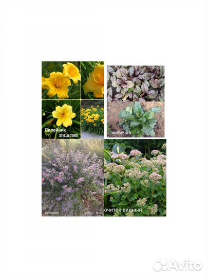 Многолетние растения