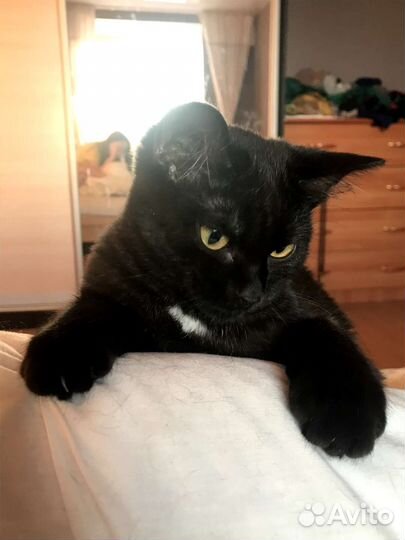 Кошка Анфиса