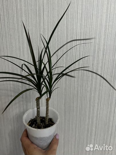 Драцена маргината