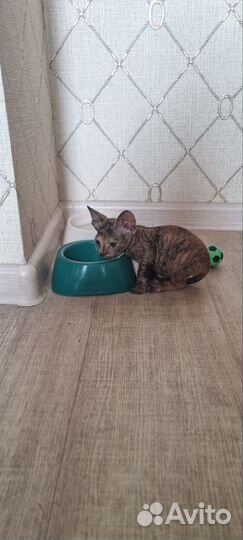 Донской сфинкс велюр котята