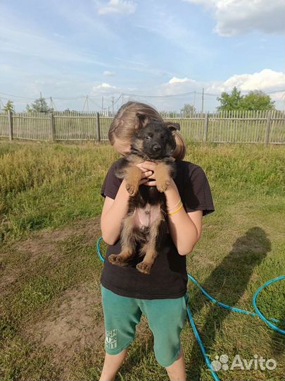 Щенки немецкой овчарки