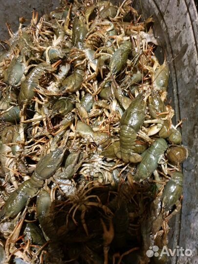 Местные Раки