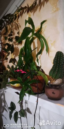 Золотой ус, традесканция и с