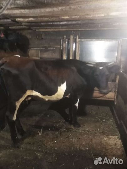 Корова дойная