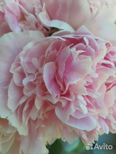 Пионы, сорт Сара Бернар