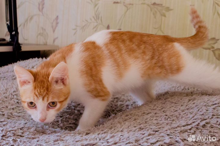 Отдаётся в добрые руки