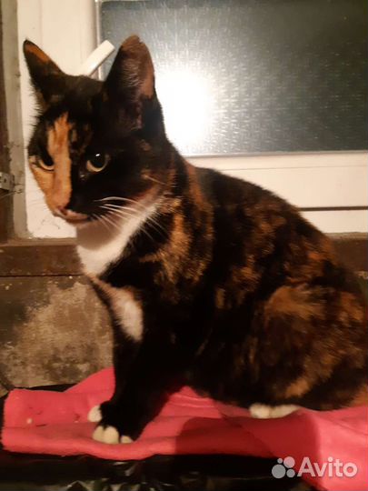 Стерилизованная кошечка ищет дом