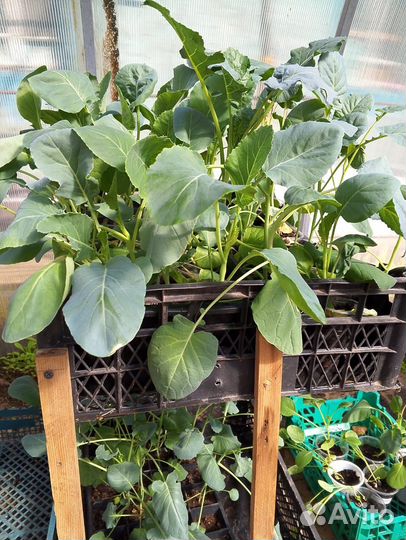 Рассада капусты