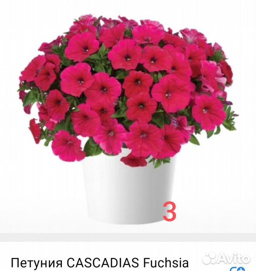 Вегетативная петуния