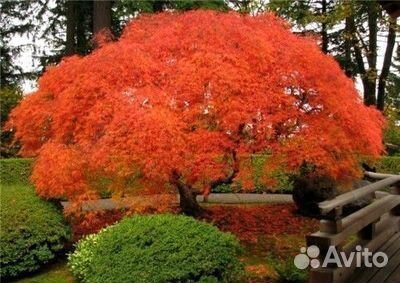 Саженцы декоративных японских кленов