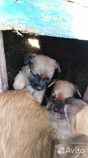 Отдам щенков
