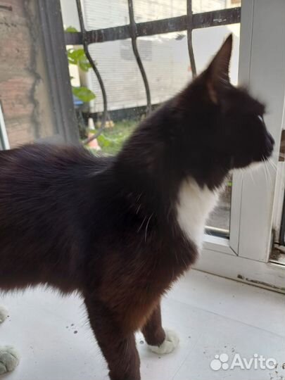 Кошка в дар