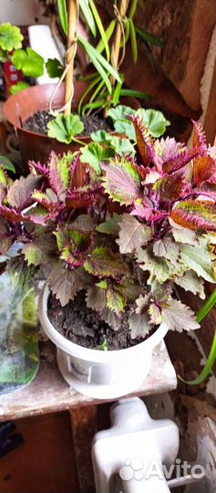 Комнатные растения