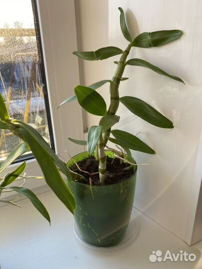 Орхидея дендробиум