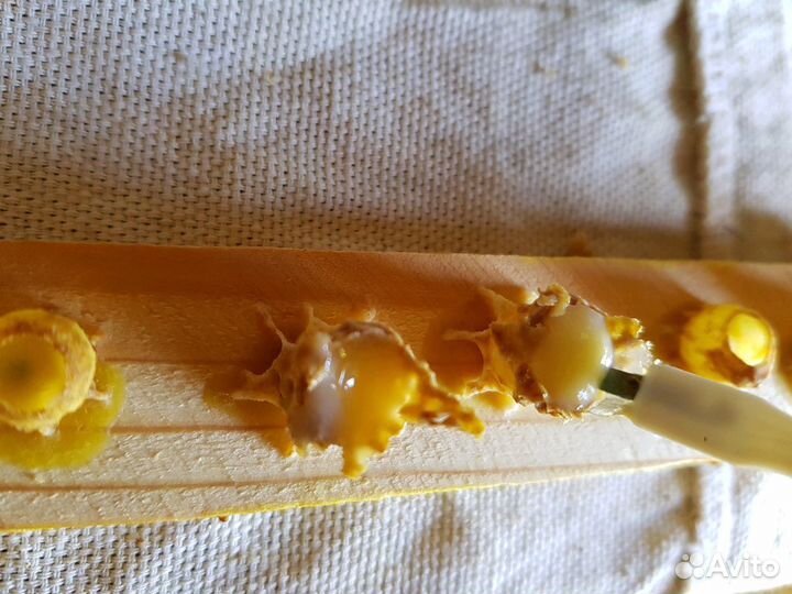 Маточное молочко пчелиное