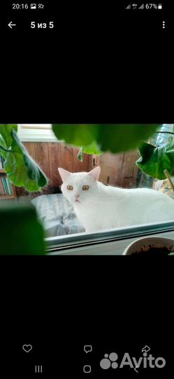 Котик в добрые лапки