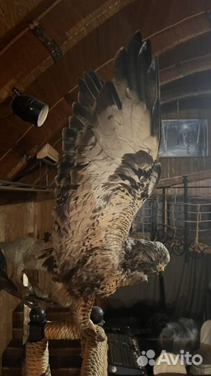 Чучела животных