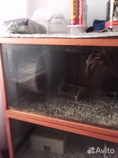 Белки челийские