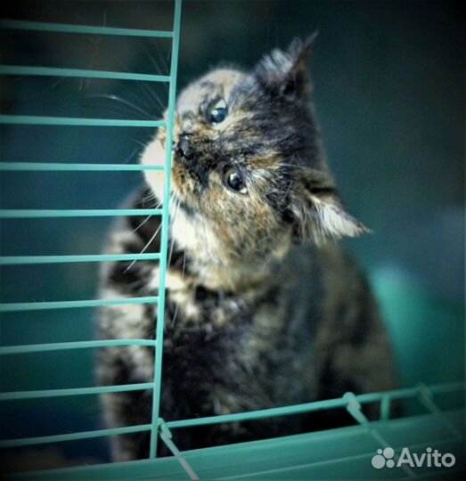 Кошка в дар бесплатно