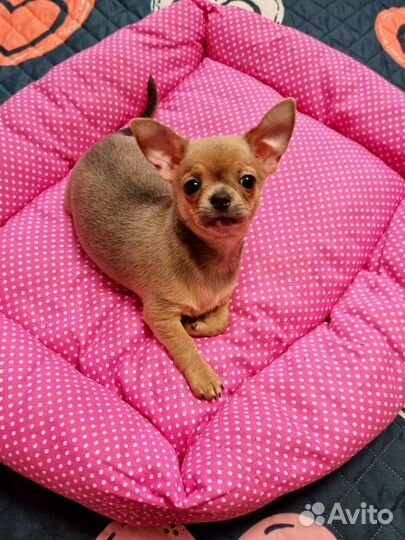 Девочка чихуахуа