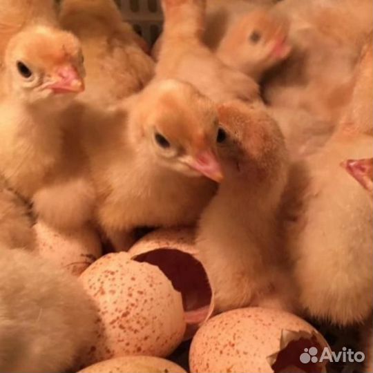 Домашняя птица