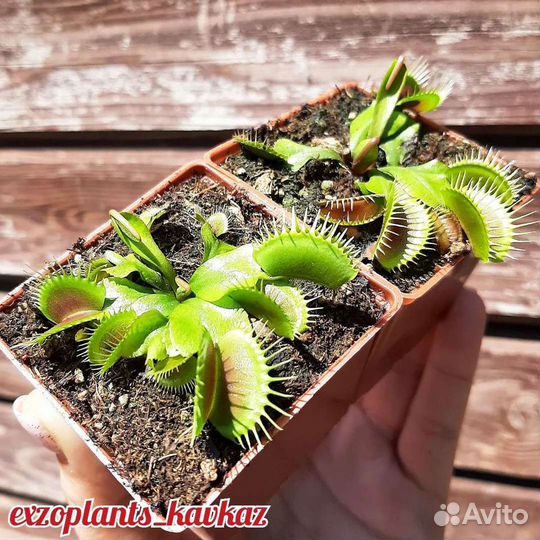 Венерина мухоловка