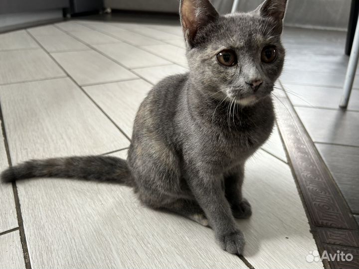 Котёнок