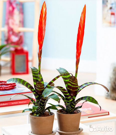 Комнатные растения