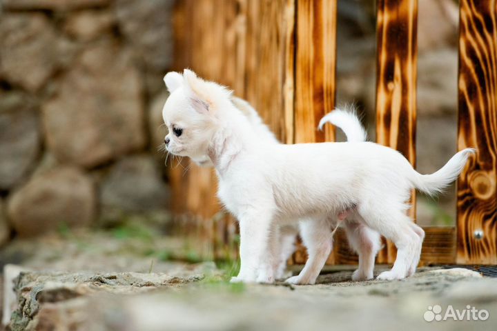 Чихуахуа мальчик