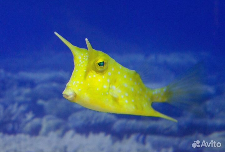 Рыбка Кузовок Длиннорогий желтый