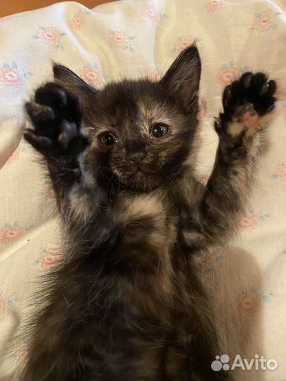 Черный котенок