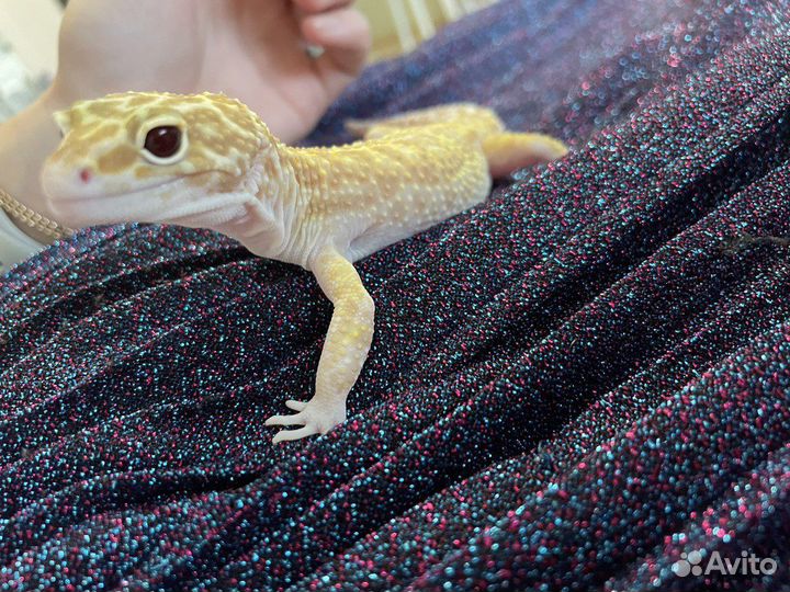 Передержка эублефара