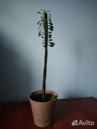 Молочай трехгранный