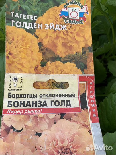 Рассада цветов