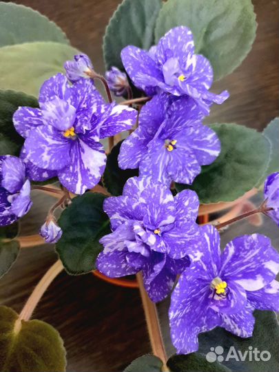 Фиалки,коллекционные