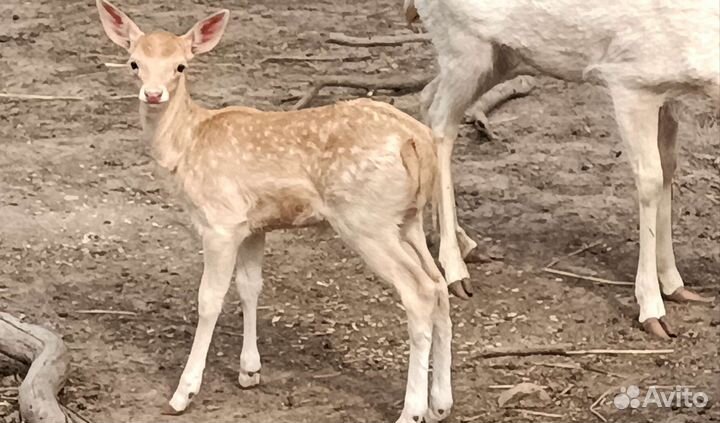 Лань европейская