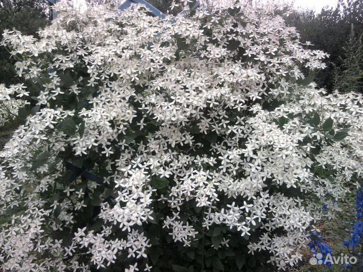 Клематис белый мелкоцветный