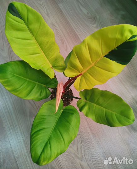 Филодендрон пинг тонг