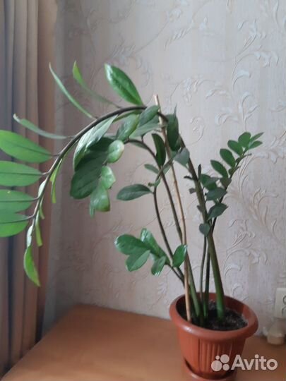 Замиокулькас