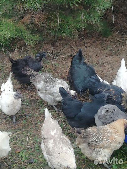 Куры Ухейилюй