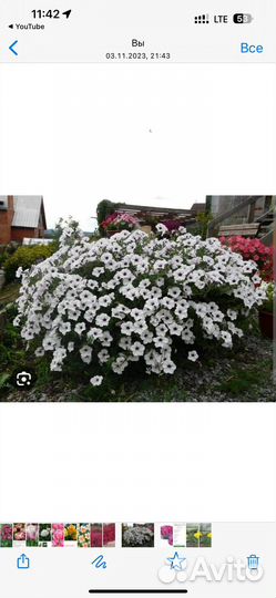 Петуния тайдал